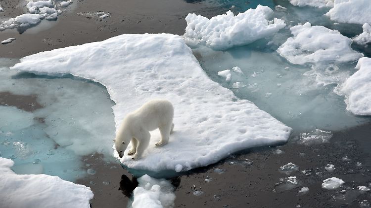 Ohne Eis am Nordpol fehlt Eisbären ein unverzichtbarer Lebensraum.