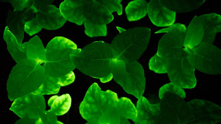 Für die Wissenschaft wäre das Bio-Licht hilfreich, um etwa Prozesse in Pflanzen leichter untersuchen zu können.