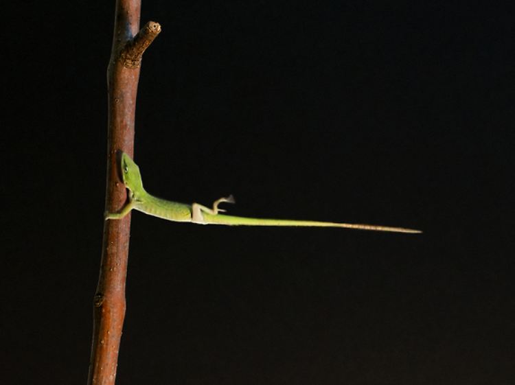 Anolis carolinensis, der sich bei simuliertem Wind mit Orkanstärke mit stark greifenden Zehenpolstern festhält.