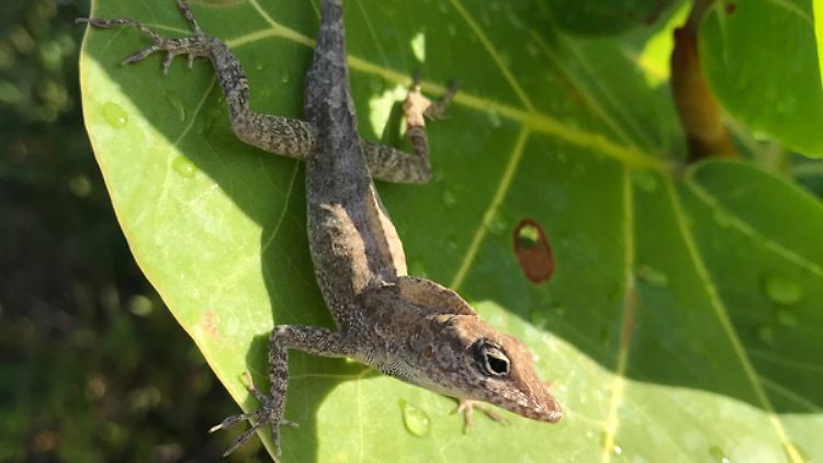 Anolis scriptus auf den Turks- und Caicosinseln.