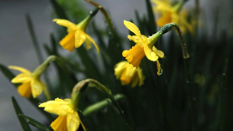 Auf Regen musste Deutschlands Natur lange warten - nun soll er endlich kommen.