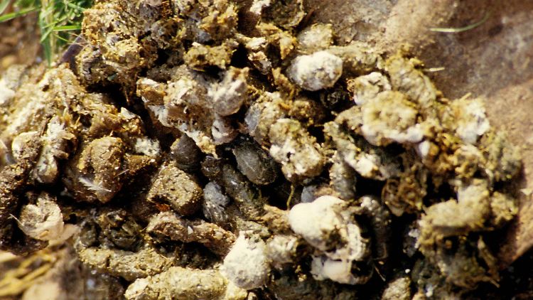 "Riecht einfach furchtbar".