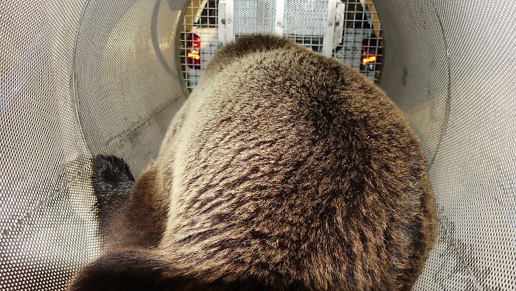 Eine neun Monate lange Reise endete für "M49" in einer Falle.