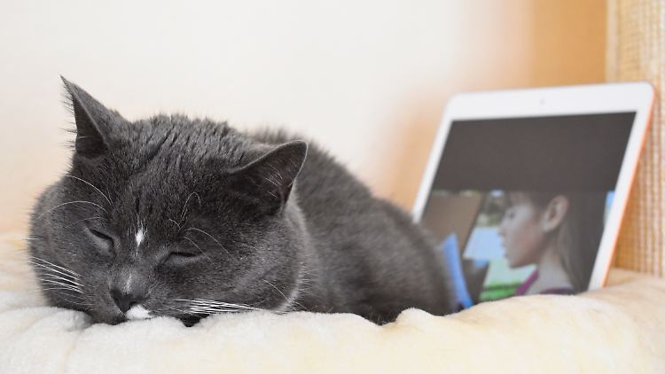 Auch die Vierbeiner profitieren: Die Stimmen der Kinder entspannen die Katzen.