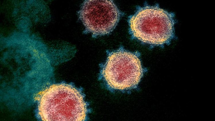 Diese elektronenmikroskopische Aufnahme zeigt das Virus, das Covid-19 verursacht.