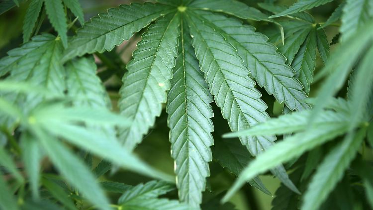 Cannabis-Konsum ist in Deutschland erlaubt. Der Erwerb ist allerdings strafbar. Das Cannabis-Verbot wurde vom Bundesverfassungsgericht 1994 als zulässig bestätigt -solange bei geringen Mengen keine Strafverfolgung stattfinde. Als geringe Menge werden in den einzelnen Bundesländern zwischen 6 und 15 Gramm gewertet.