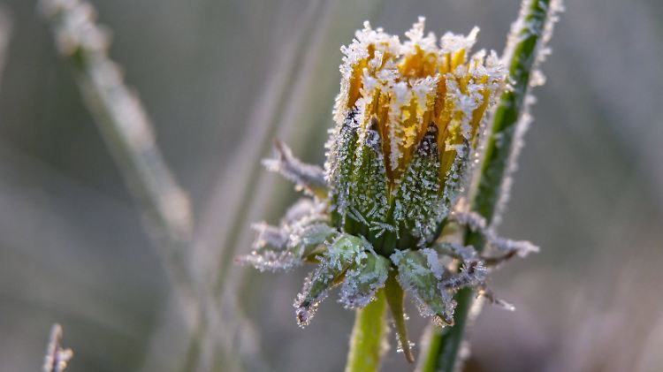 Für Kartoffeln und empfindliche Pflanzen ist Bodenfrost sehr schädlich.
