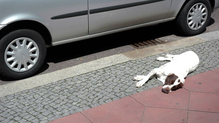 Ist das Tier verletzt und der Besitzer offensichtlich nicht vor Ort, empfiehlt es sich, die Polizei zu informieren. 