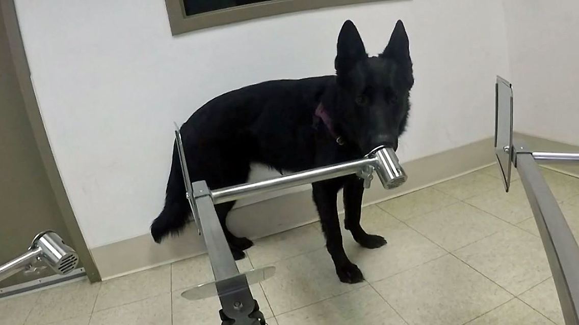 Coronavirus Hunde riechen.JPG