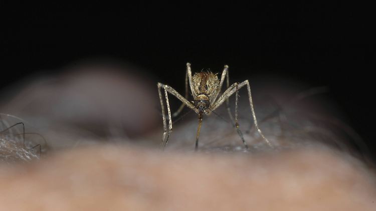 Stechmücken spielen eine wichtige Rolle im Ökosystem - als Nahrung für andere Tiere.