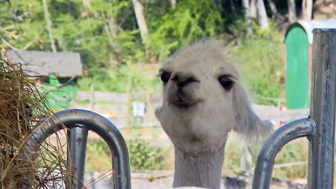 Lama.jpg