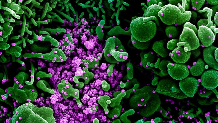 Über ein bestimmtes Schlüsselenzym befällt das Coronavirus menschliche Zellen.