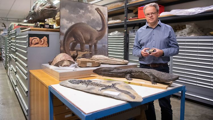 Rainer Schoch, Kurator fossile Amphibien und landlebende Reptilien im Naturkundemuseum Stuttgart.