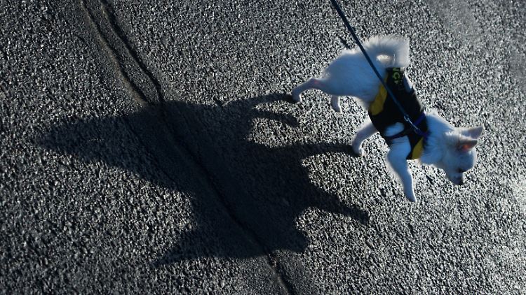 Acht Monate alter Chihuahua: In dem Alter setzt bei Hunden etwa die Entwicklungsphase der Pubertät ein.
