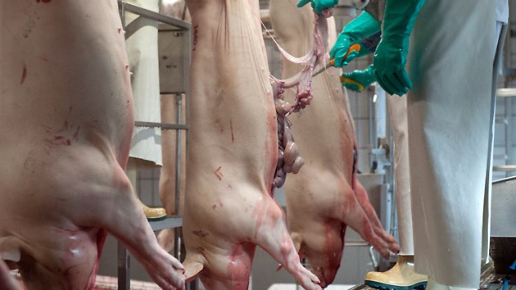 55 Millionen Schweine schlachteten deutsche Betriebe im vergangenen Jahr. 