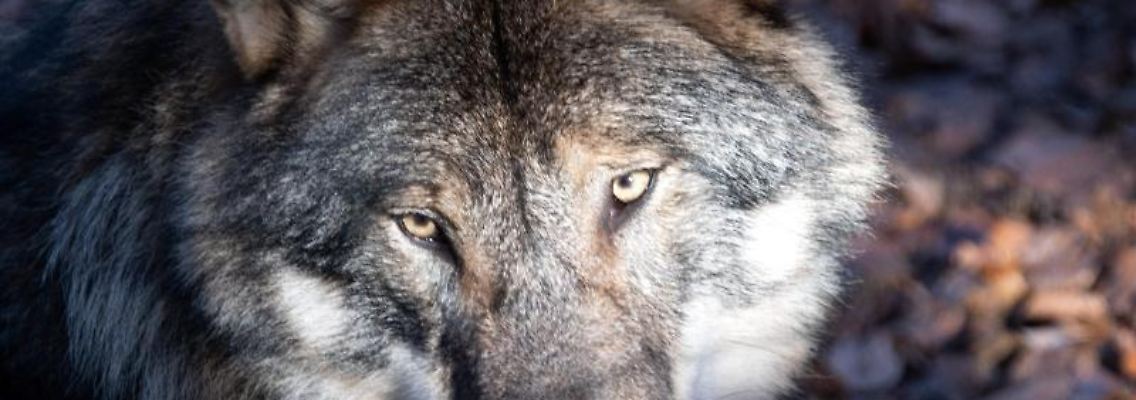 Ein Wolf liegt auf dem Waldboden. Foto: Soeren Stache/dpa-Zentralbild/dpa/Symbolbild