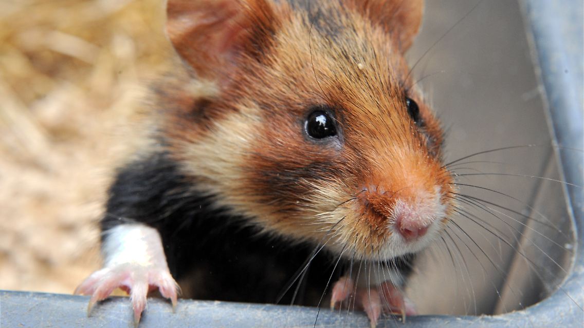 OP-Maske zwischen den Käfigen: Für die Studie mussten die Hamster keinen Mundschutz tragen.