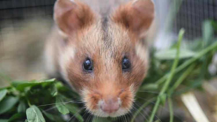 Für die Studie wurden mit dem Coronavirus infizierte Hamster neben einen Käfig mit gesunden Tieren gesetzt. Zwischen die beiden Käfige wurden OP-Masken platziert.