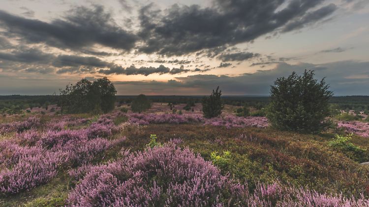 In der Idylle der Lüneburger Heide sehen Beobachter ein Sammelbecken der rechten Szene.