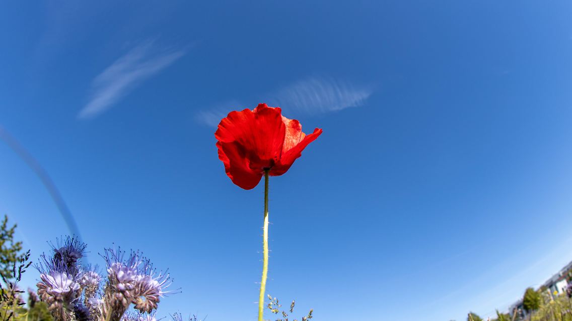 imago0100889115h.jpg