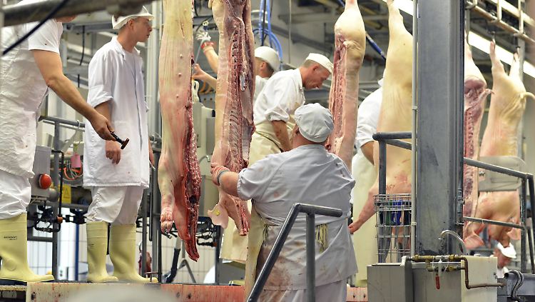 Dem "Leitfaden Schlachtung/Zerlegung" nach darf es in den Hallen nicht wärmer als 12 Grad sein.