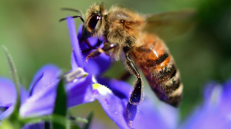 In zu ordentlichen Gärten fühlen sich Insekten oft nicht wohl, auch Bienen nicht.