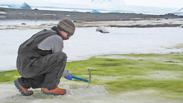 Der Forscher Matt Davey nimmt Proben von Schneealgen auf Lagoon Island, Antarktis, 2018.