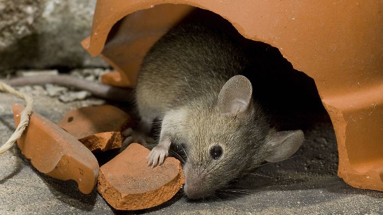 Wegen der Einwanderung der Maus in menschliche Nähe begannen die Menschen sich Hauskatzen zu halten.