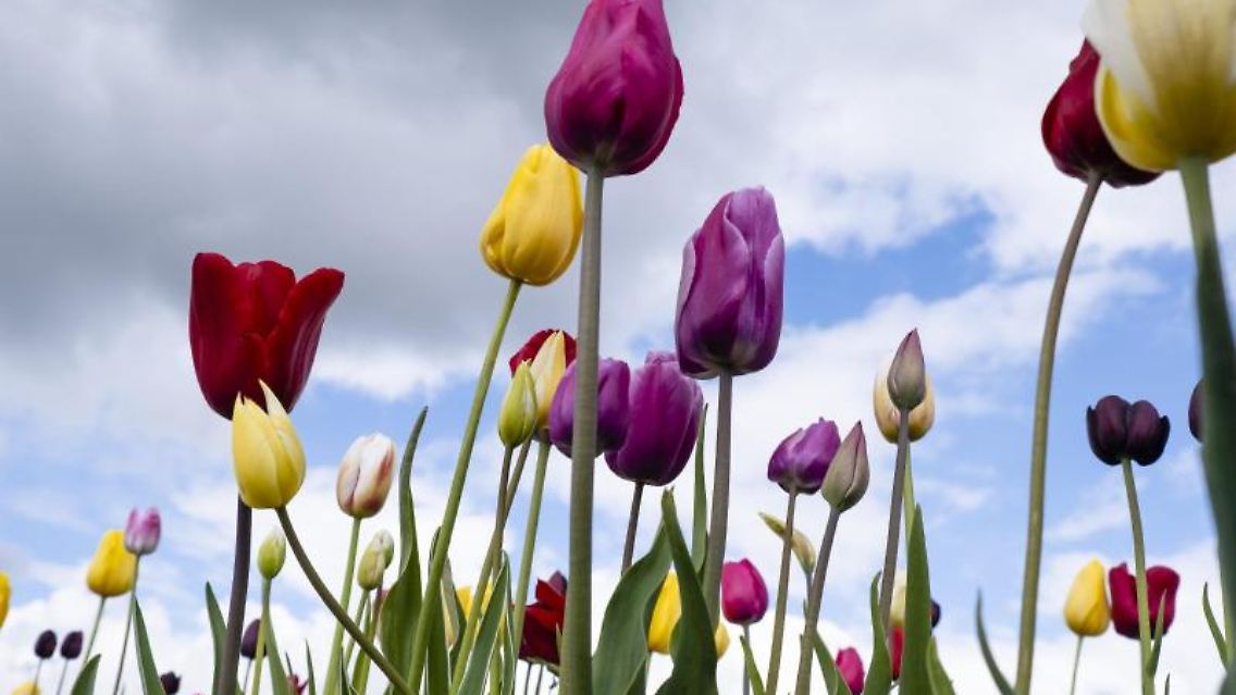 Das Ahrtal soll nach der Flutkatastrophe symbolisch neu erblühen.