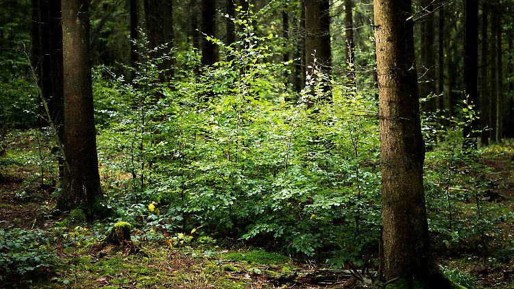 Junge Laubbäume stehen in einem in einem Nadelwald. Durch diese Maßnahmen soll der Wald diversifiziert werden.