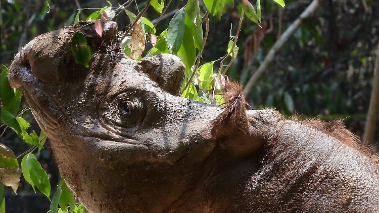 Sumatra-Nashörner in freier Wildbahn könnte es schon bald nicht mehr geben.
