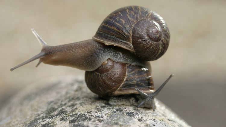 "Jeremy" war wegen seines Schneckenhauses eine kleine Forschungsberühmtheit.