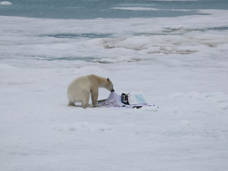 Ein Eisbär interessiert sich für die Malsachen - während Jeannine Platz ein paar Meter weiter ins Wasser gesprungen ist. Das macht sie nie wieder!