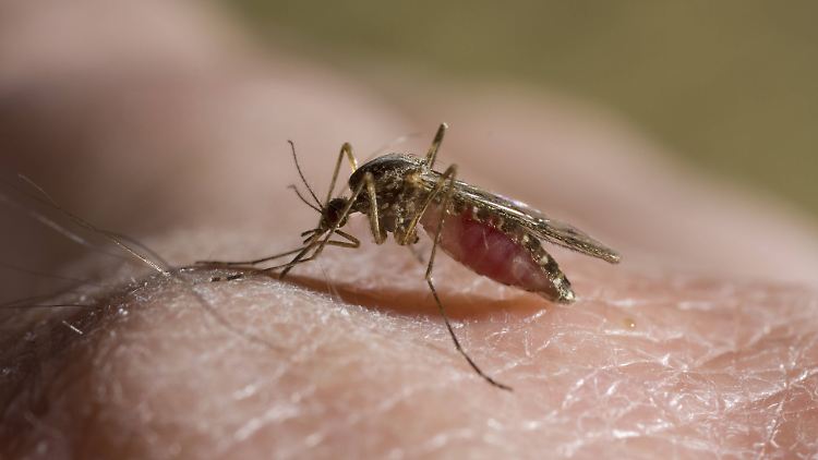 Die Wetterbedingungen in Deutschland waren nicht optimal für die heimischen Stechmückenarten.