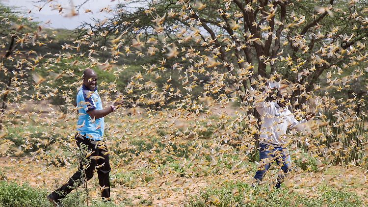 Die Wüstenheuschrecken fliegen in riesigen Schwärmen, so wie hier in Kenia.