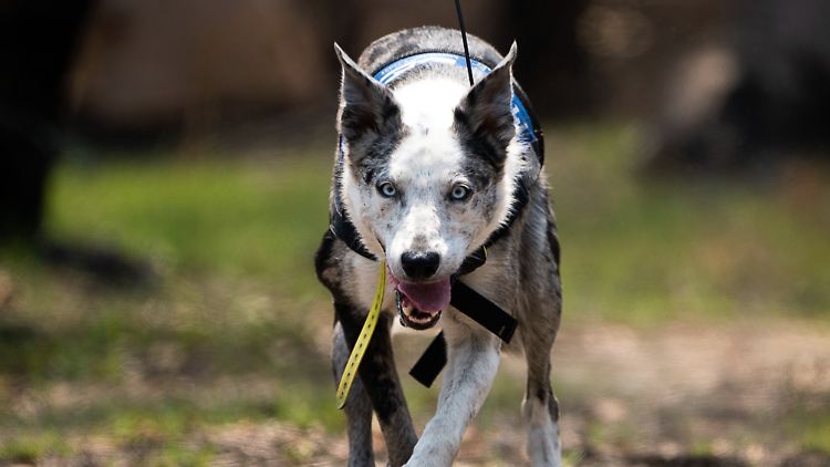 Vierbeiner als Retter in den Brandgebieten unterwegs: Hütehund "Bear" ist speziell darauf trainiert, lebende Koalas zu finden.