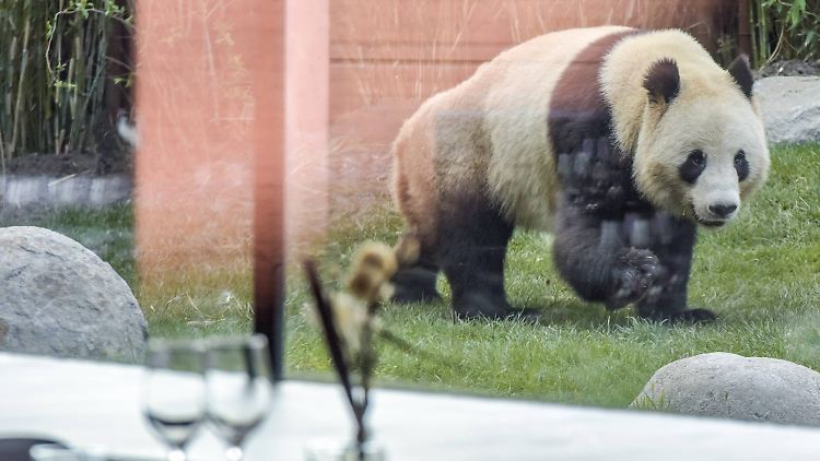 Der Ausflug von Xing Er dauerte nur kurz.