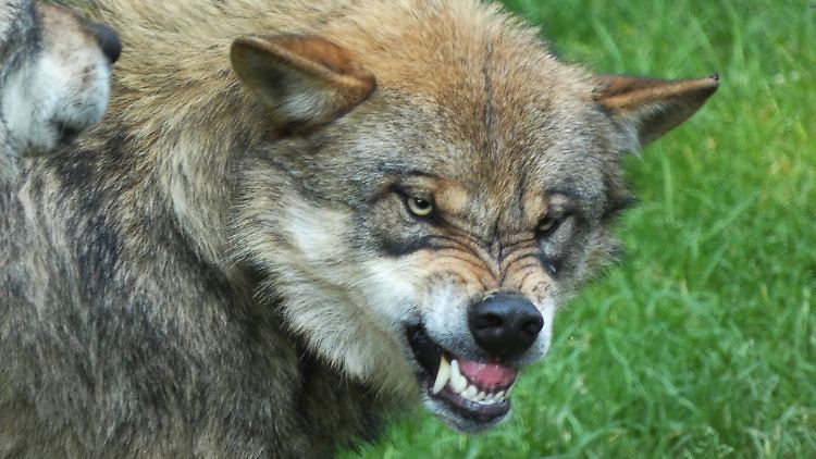 Der Mensch ist des Menschen Wolf, oder doch nicht?