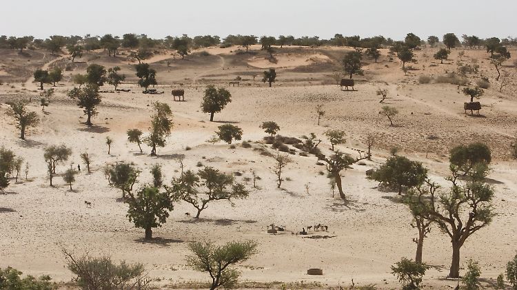 Der Sahel ist ein gewaltiges Trockengebiet, das sich zwischen Sahara und Äquator einmal quer durch Afrika erstreckt.