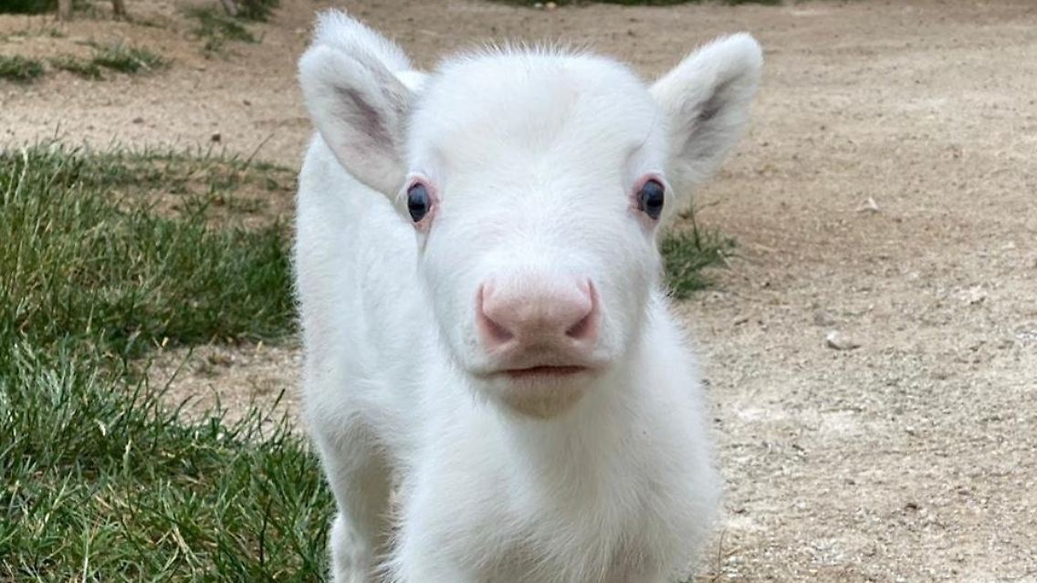 Rentier Nala ist eine Woche alt.