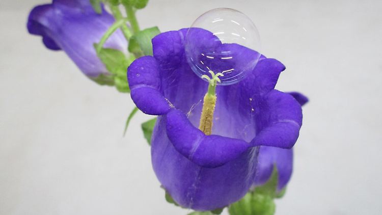 Anstelle einer Biene: Eine sogenannte chemisch funktionalisierte Seifenblase an einer Glockenblumenblüte.