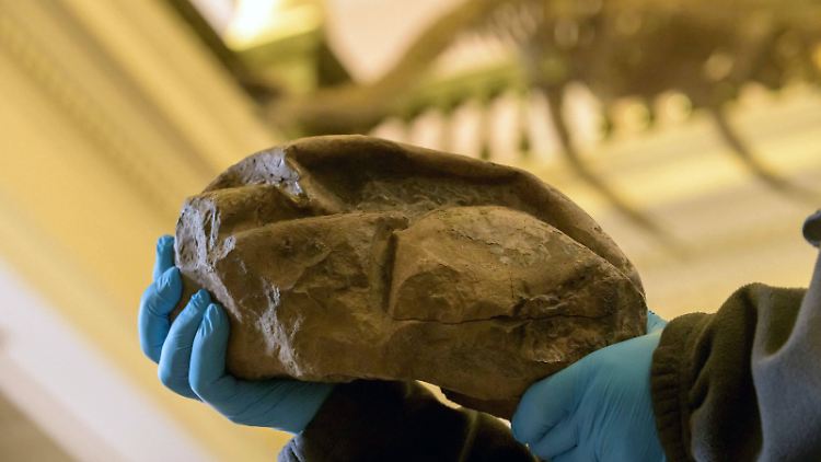 2011 finden chilenische Wissenschaftler das Fossil.