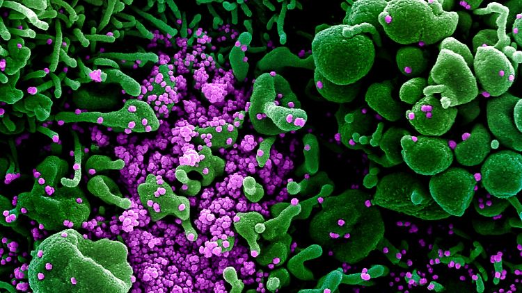 Sars-CoV-2 wird sich über Mutationen wahrscheinlich weiter an den Menschen anpassen.