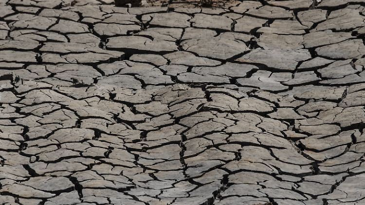 Total ausgetrockneter Boden: Das ist kein Bild aus Afrika, sondern aus Frankfurt am Main - aus dem Juli 2019. 