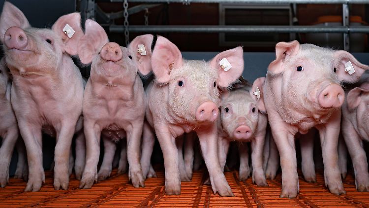 Ferkel, die als Schnitzel enden. Union und SPD wollen noch in dieser Legislaturperiode bessere Haltungsbedingungen auf den Weg bringen.