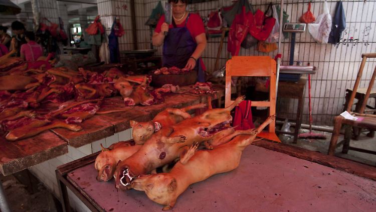 Mit Shenzhen hat im April die erste Stadt in China den Verzehr von Hunden verboten.