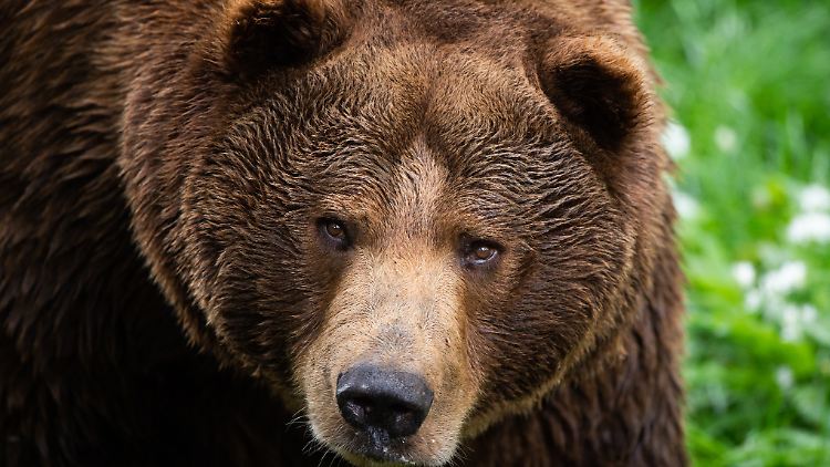 In der beliebten Bergregion Trentino leben mehrere Dutzend Bären.