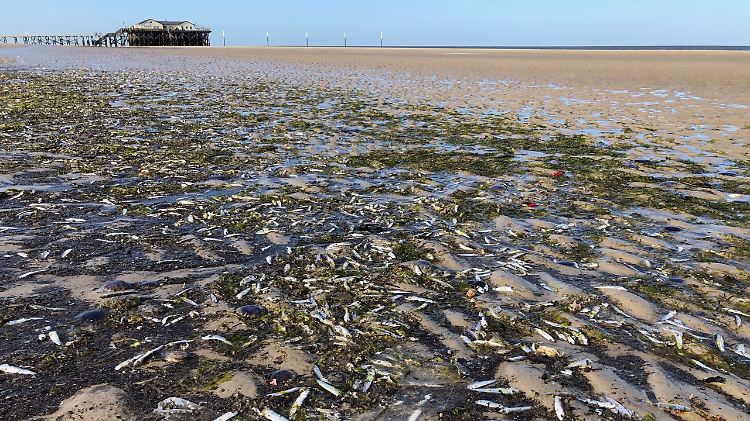 Unter den toten Fischen der Nordsee sind auch viele Heringe. Diese hier stamme allerdings aus einem Fang.