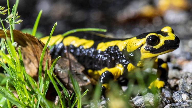 Arten drohen komplett zu verschwinden, in Deutschland ist unter anderem der Feuersalamander bedroht.