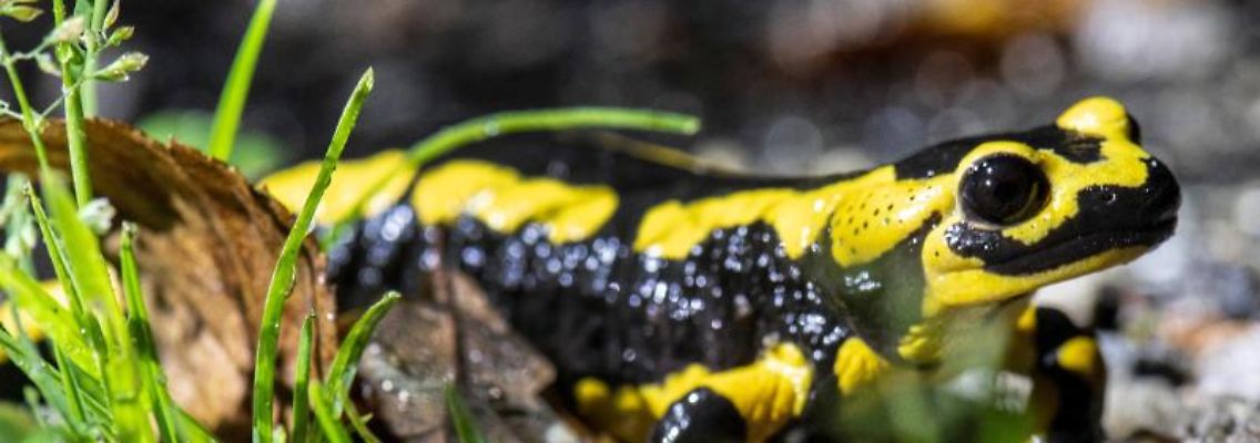 Ein Feuersalamander kriecht über einen Waldweg. Foto: Boris Roessler/dpa/Symbolbild